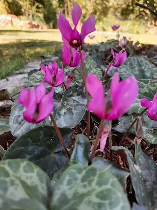 Appartement B&B Vegan La Mucca Felice - Grazioso Appartamento Nel Verde Rancio Valcuvia Italie
